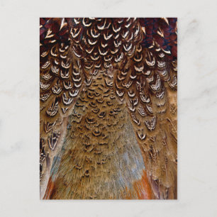 Cartão Postal Design de Pheasant Feather Brown