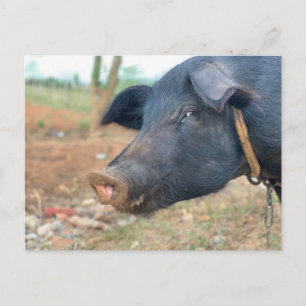 Cartão Postal Design de porcos de fazenda