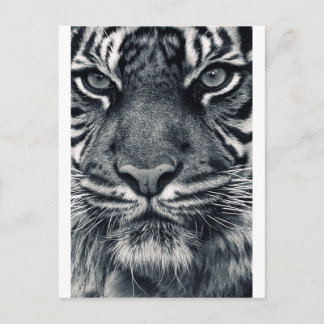 Cartão Postal design de tigre