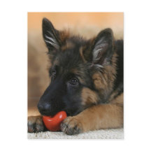 Design do cão de german shepherd
