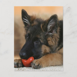 Cartão Postal Design do cão de german shepherd