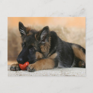 Cartão Postal Design do german shepherd