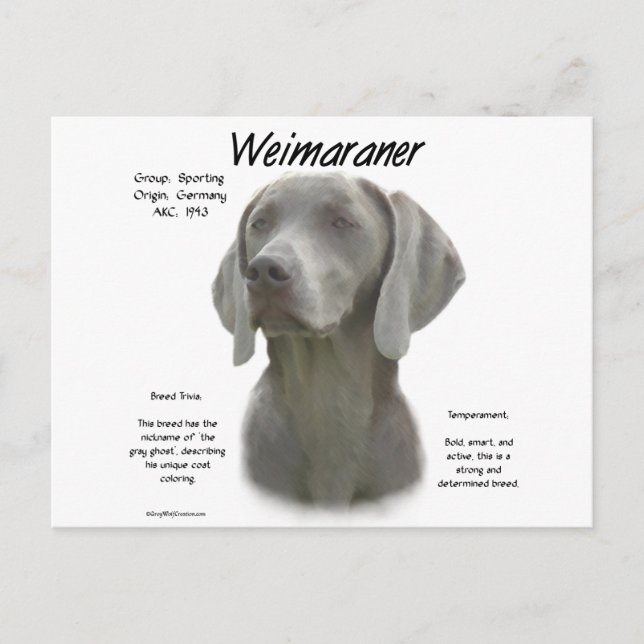 Cartão Postal Design do Histórico do Weimaraner (Frente)