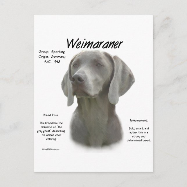 Cartão Postal Design do Histórico do Weimaraner (Frente)