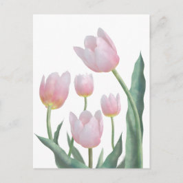Cartão Postal Design Floral Tulipa Pastel