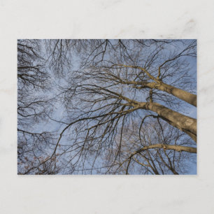 Cartão Postal design/padrão do tronco de árvore. Pioineer Park