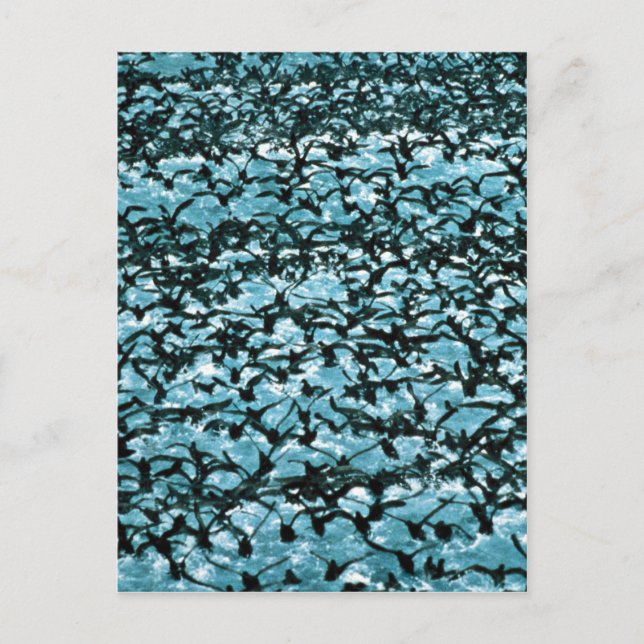 Cartão Postal Desimak Pass Shearwater Flock (Frente)