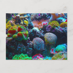 Cartão Postal Deslumbrante Recife de Coral