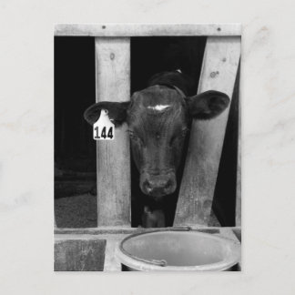 Cartão Postal Desmamado