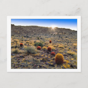 Cartão Postal "Despertar do Cactus Barril"