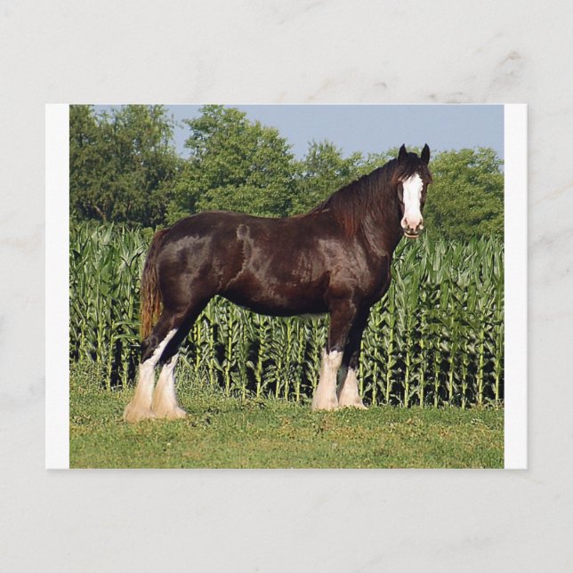 Cartão Postal destino (Frente)