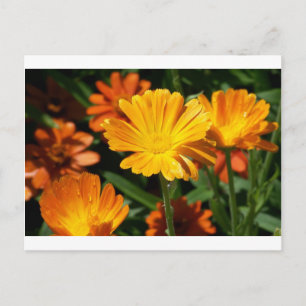 Cartão Postal Destino amarelo do amor da paz da arte das flores