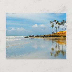 Cartão Postal Destino Costeiro de Palm Tropical Beach