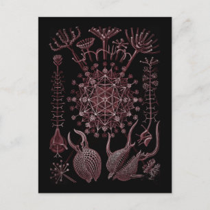 Cartão Postal Detalhe da Célula do Mar de Phaeodaria 1879