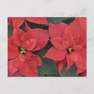 Cartão Postal Detalhe da Poinsettia Vermelha (Euphorbia pulcherr