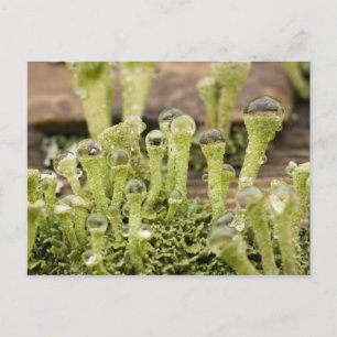 Cartão Postal Detalhe de gotas de chuva em líquen. Crédito como: