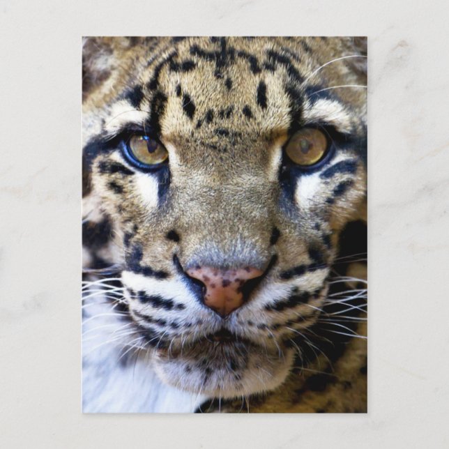 Cartão Postal Detalhe de leopardo nublado (Frente)