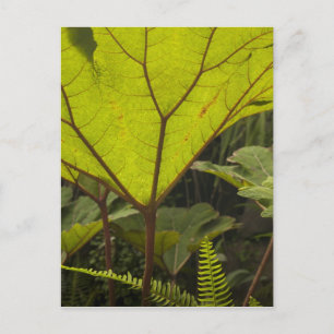 Cartão Postal Detalhe de planta em um jardim botânico, Equador 2