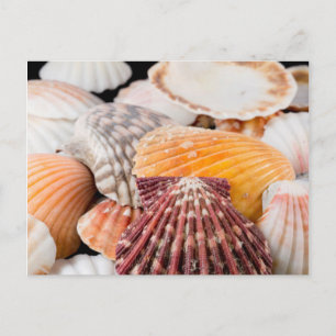 Cartão Postal Detalhe Dos Conchas De Todo O Mundo 2