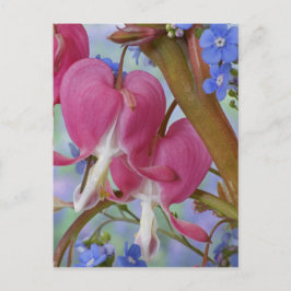 Cartão Postal Detalhe dos corações sangrentos e Brunnera Jack