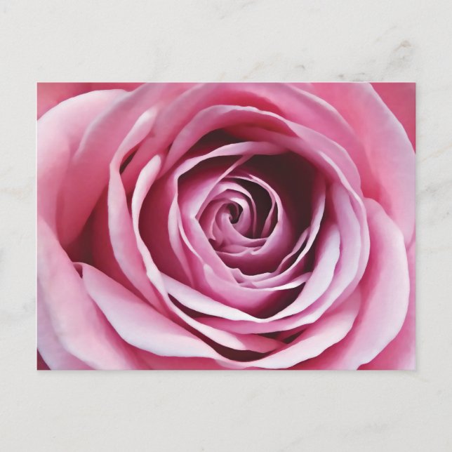 Cartão Postal Detalhe rosa rosa rosa, floral romântico de primav (Frente)