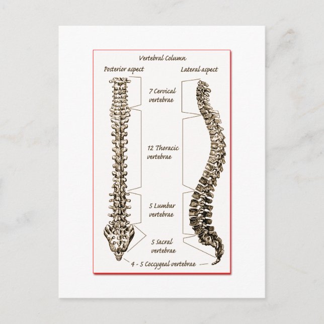 Cartão Postal Detalhes da coluna Sepia2 (Frente)