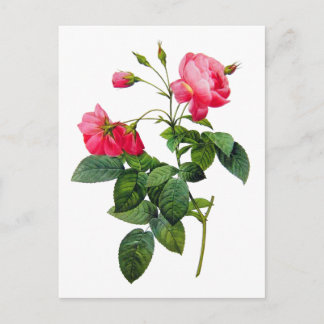 Cartão Postal Dever Rosas