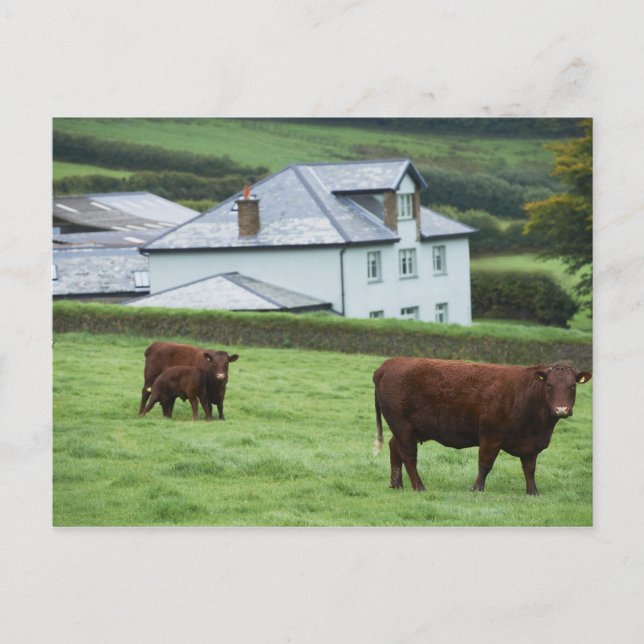 Cartão Postal Devon, Inglaterra (Frente)