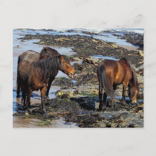 Cartão Postal Devon Three Dartmoor Ponies Enjoando Praia (Frente)
