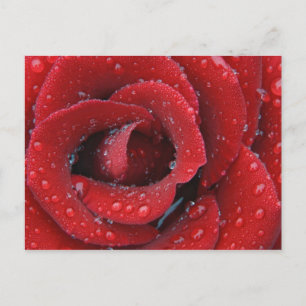 Cartão Postal Dew covered red rose decorating grave site in
