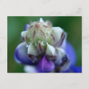 Cartão Postal Dew Dappled Lupine
