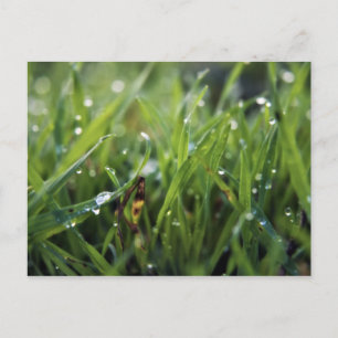 Cartão postal Dew Drop Grass Gardening