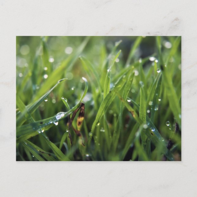 Cartão postal Dew Drop Grass Gardening (Frente)