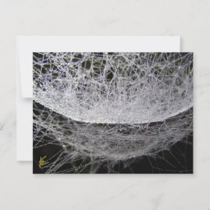 Cartão Postal Dew Drop Water Hammock Spider Web