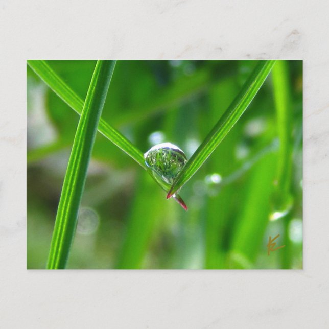 Cartão Postal Dew Drops Holding Hands Beautiful Nature (Frente)