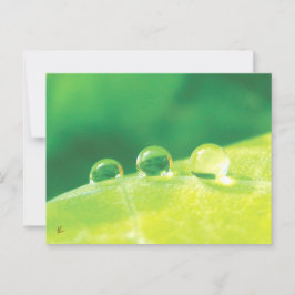 Cartão Postal Dew Drops on Green Leaf Story in Nature