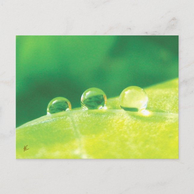 Cartão Postal Dew Drops on Green Leaf Story in Nature (Frente)