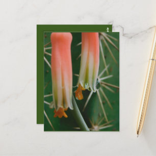 Cartão Postal Dew on Aloe Bloom