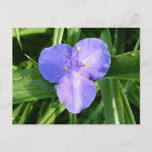 Cartão Postal Dewy Trillium Primavera (Frente)