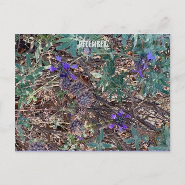 CARTÃO POSTAL DEZEMBRO (Frente)