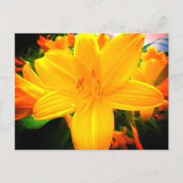 Cartão Postal Dia Amarelo Laranja Flores Lily Jardim Solarino