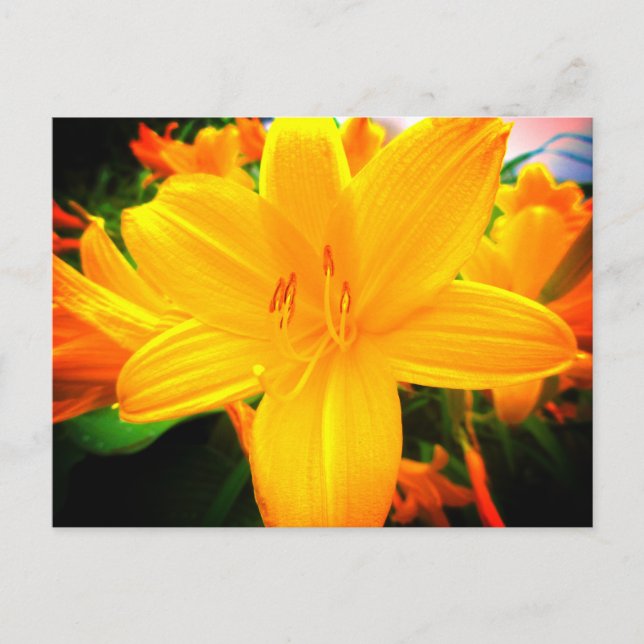 Cartão Postal Dia Amarelo Laranja Flores Lily Jardim Solarino (Frente)