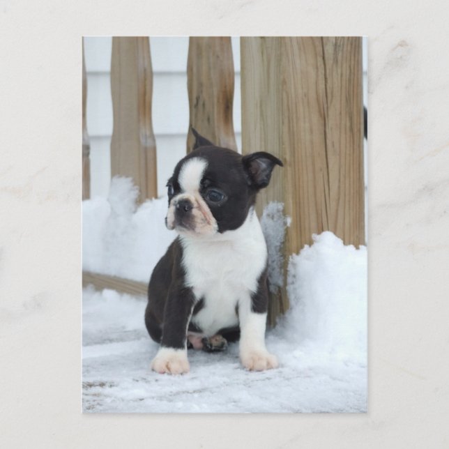 Cartão Postal Dia da Neve (Frente)