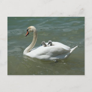 Cartão Postal Dia das mães cisnes aves natureza fofo