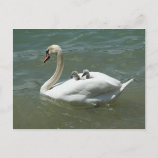 Cartão Postal Dia das mães cisnes aves natureza fofo