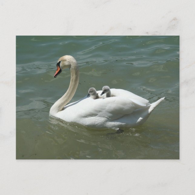 Cartão Postal Dia das mães cisnes aves natureza fofo (Frente)