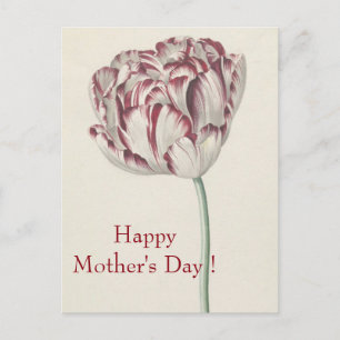 Cartão Postal dia de as mães - Cartão-postal de tulipa branca 