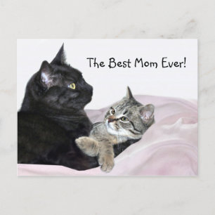 Cartão Postal Dia de as mães Felino
