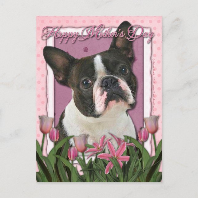 Cartão Postal Dia de as mães - Tulipas Rosa - Boston Terrier (Frente)