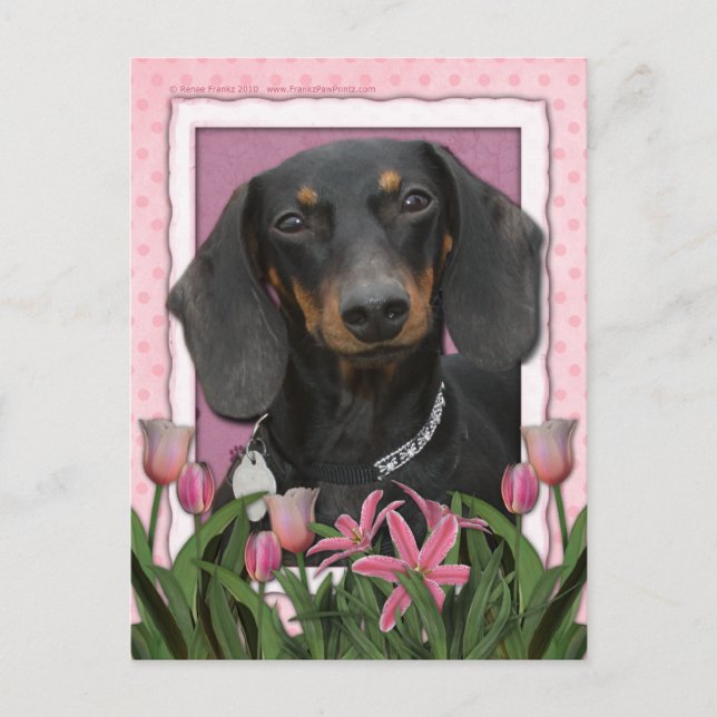 Cartão Postal Dia de as mães - Tulipas Rosa - Dachshund - Winsto (Frente)